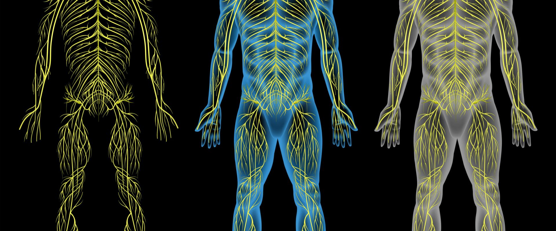 The human nervous system on a black background