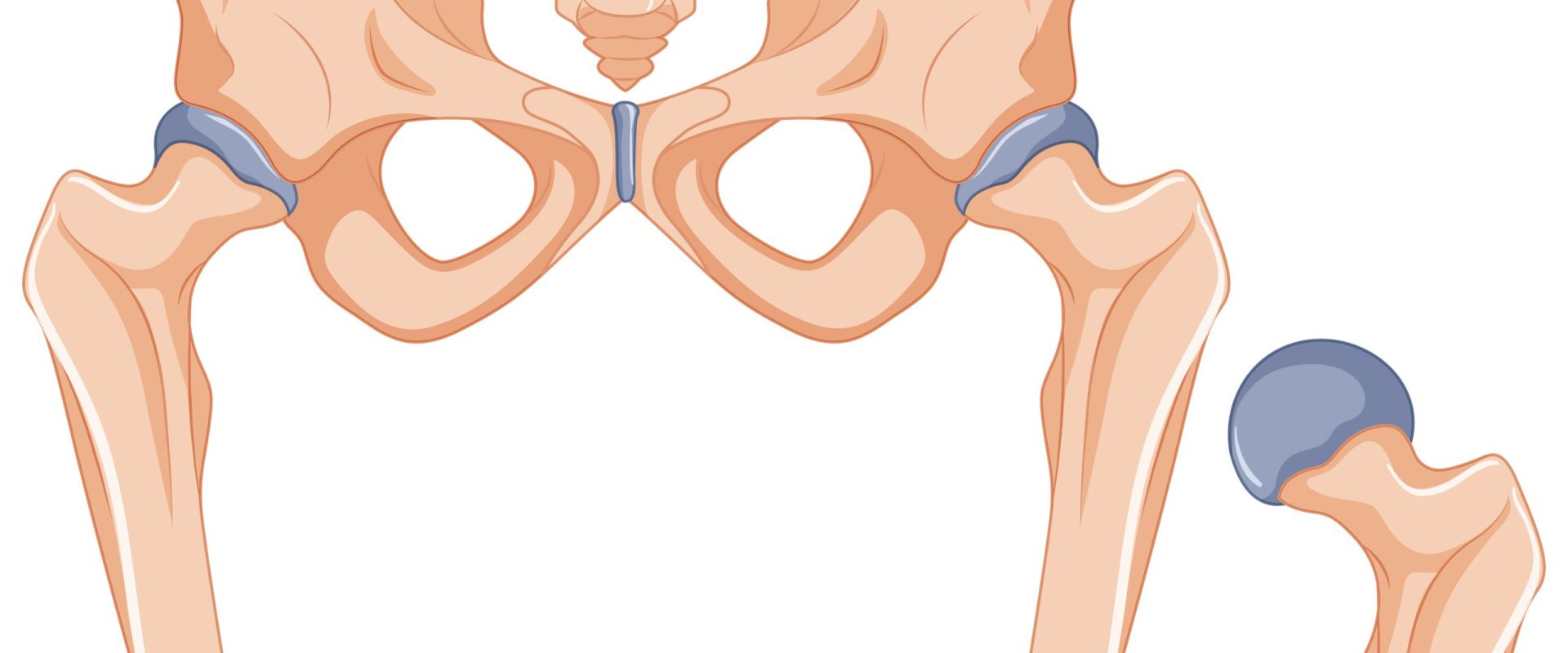 Hip bones in human body illustration